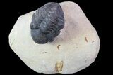 Bargain, Reedops Trilobite - Foum Zeguid, Morocco #84686-1